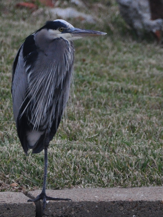 great blue heron resting on one leg